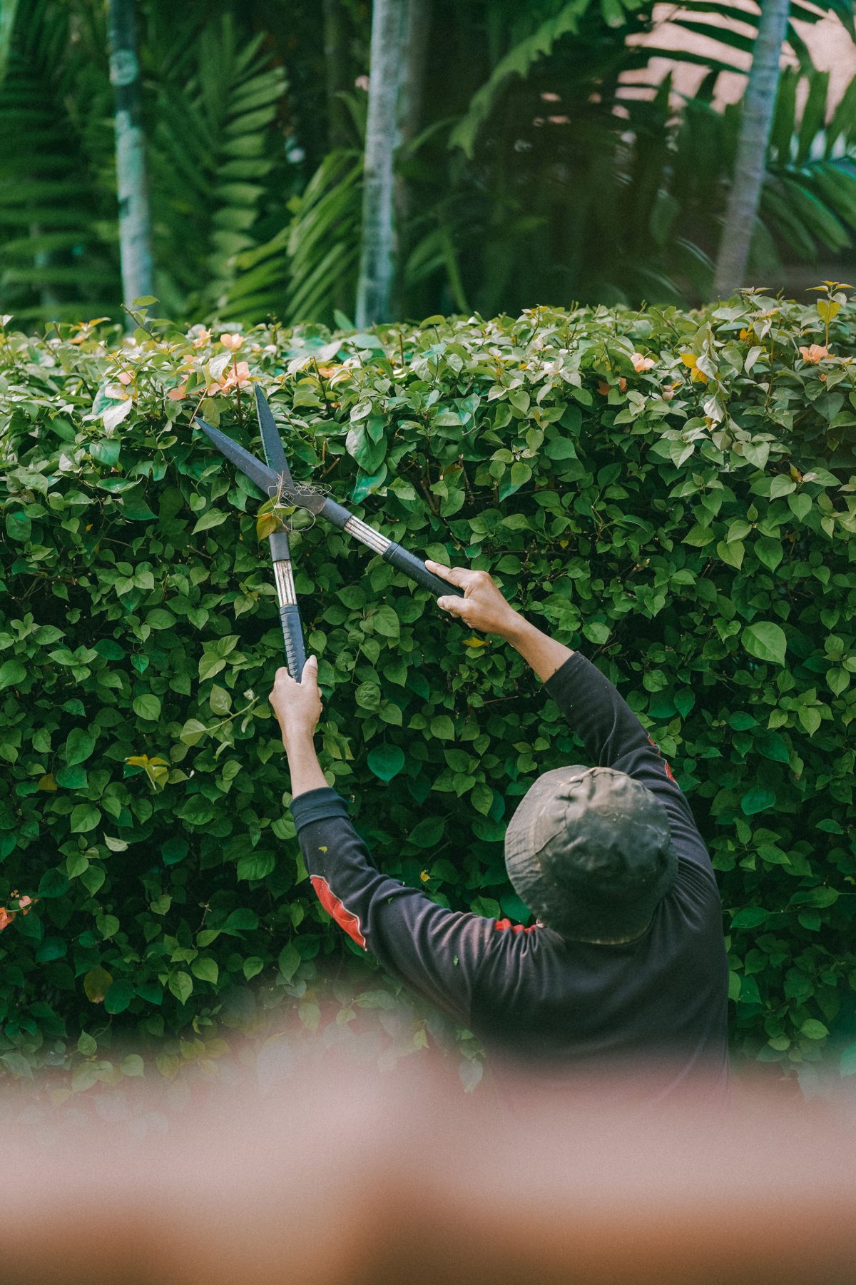 A worker reaching up with shears to trim a tall green hedge