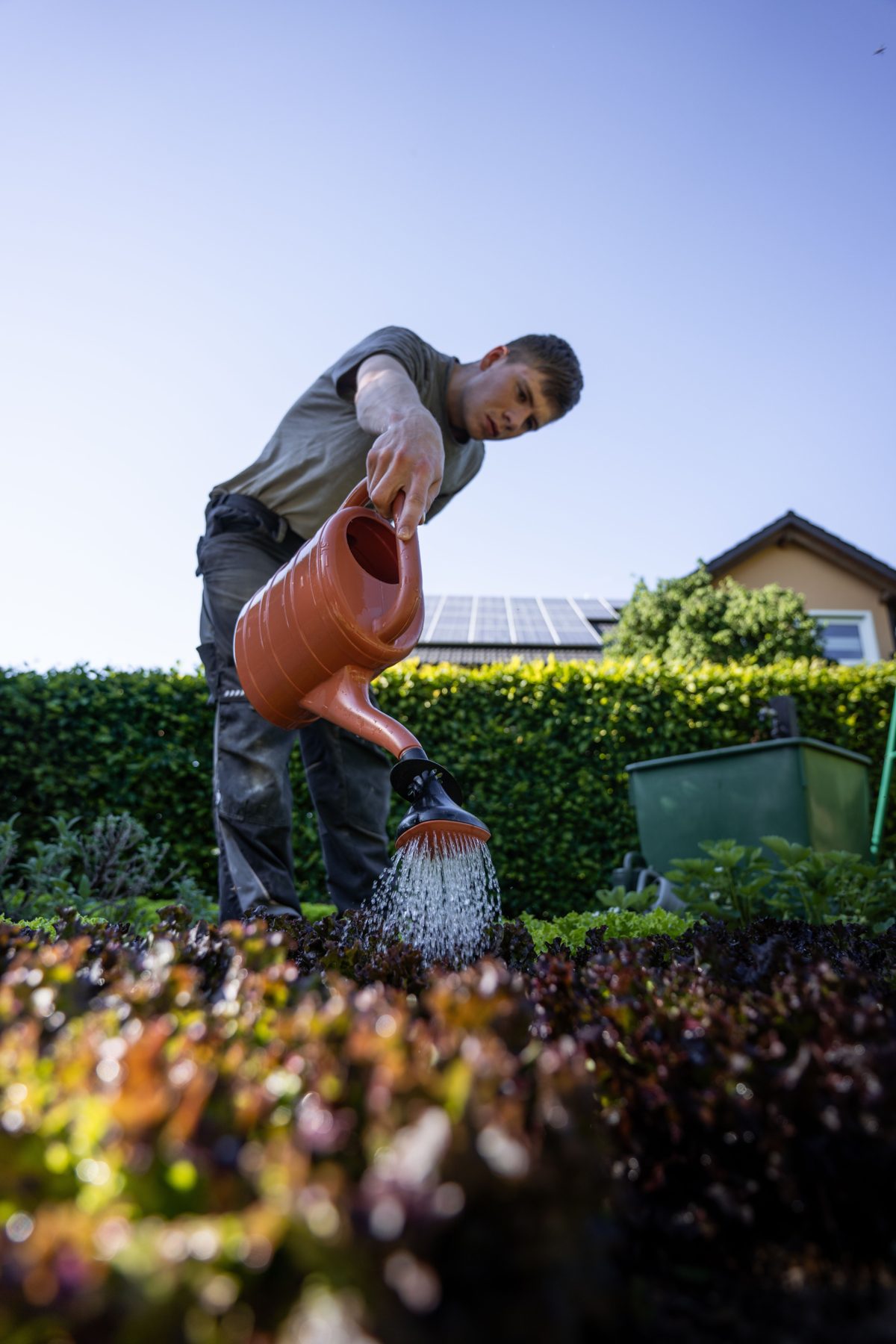 A man watering plants in a sunny garden