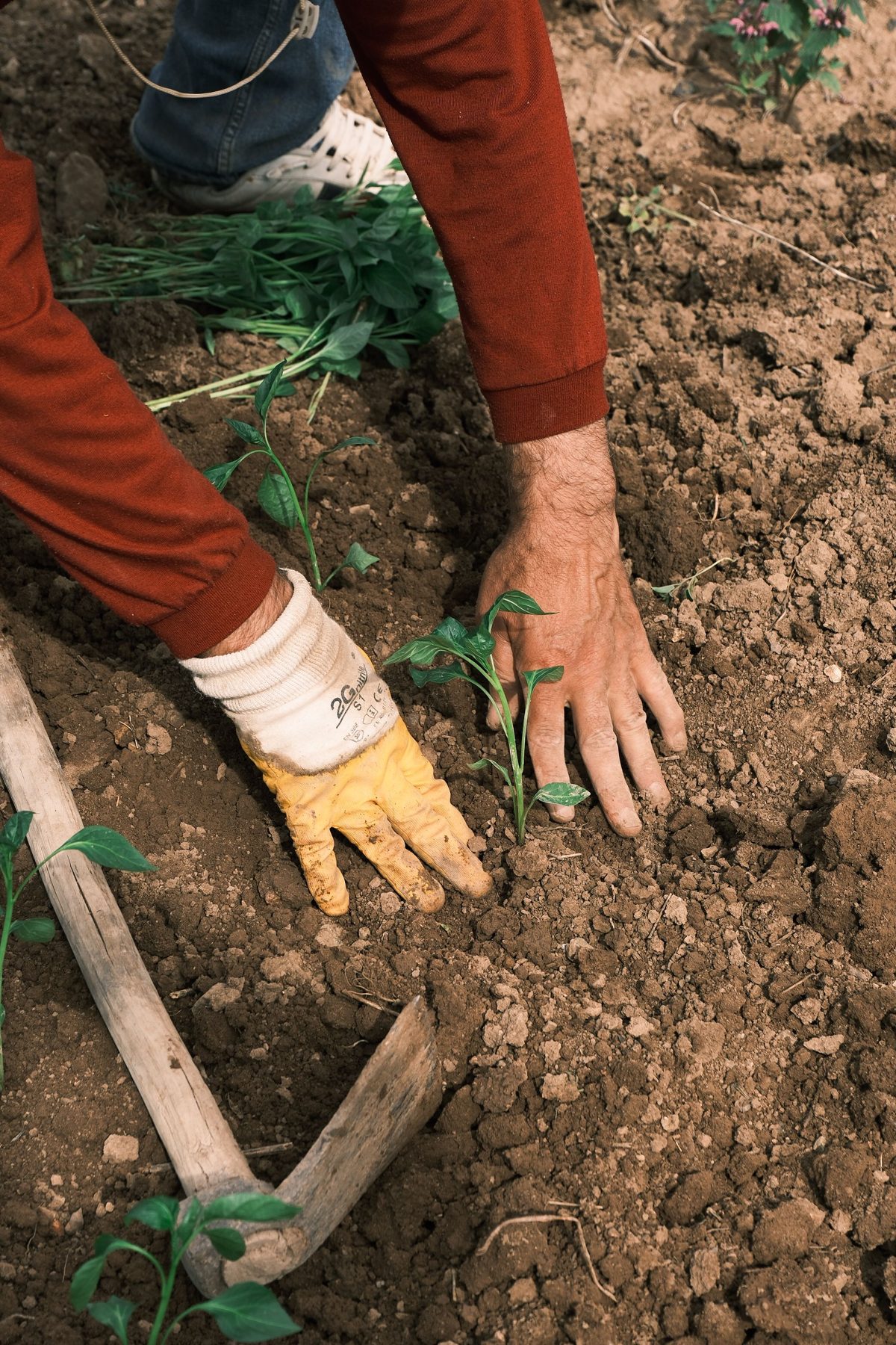 Gloved hands planting seedlings in soil
